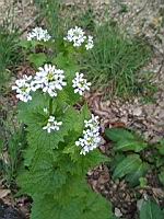 Alliaire officinale - Alliaria petiolata (1)